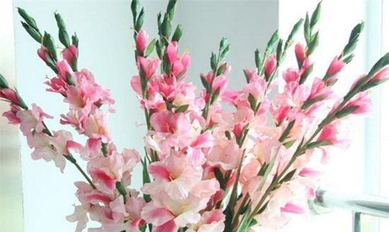 教师节应该送什么花,教师节送什么花好最合适图4