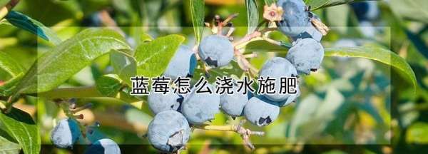 怎么给蓝莓施肥,蓝莓施什么肥最好图5