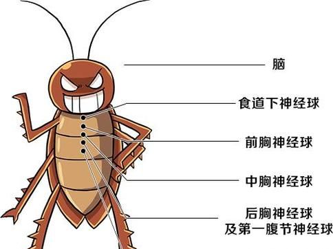 蟑螂怕风油精,蟑螂怕风油精的味道图3