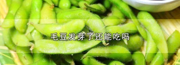 毛豆出牙能不能吃,毛豆发芽了还能吃有毒