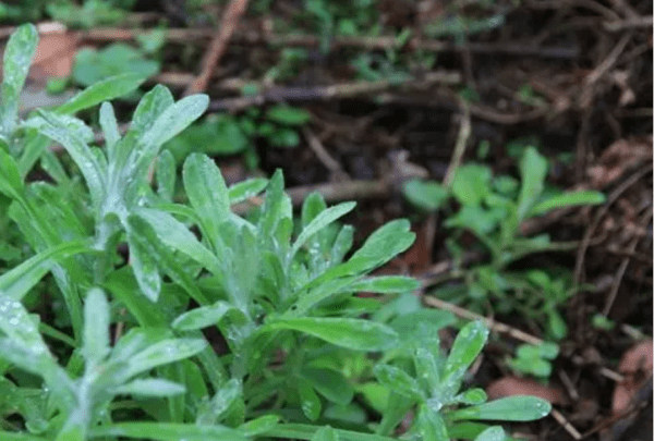 开紫色花的野韭菜能吃,野韭菜能吃图3