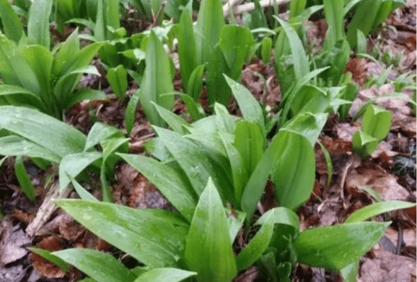 开紫色花的野韭菜能吃,野韭菜能吃图6