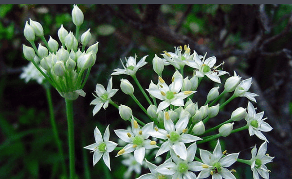 韭苔花可以吃么,韭苔头能吃图4