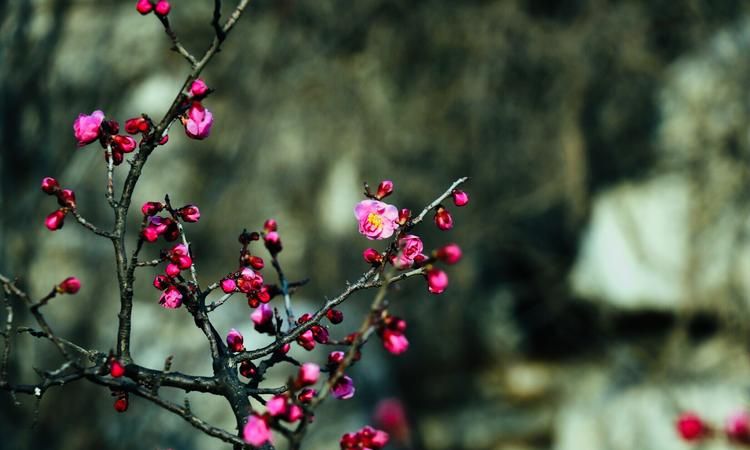 什么香自苦寒来,梅花香自苦寒来全诗是什么图2