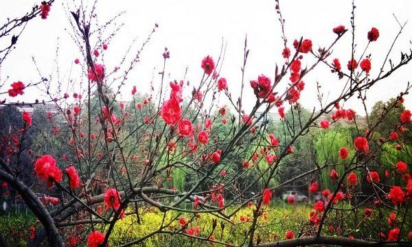 什么香自苦寒来,梅花香自苦寒来全诗是什么图4