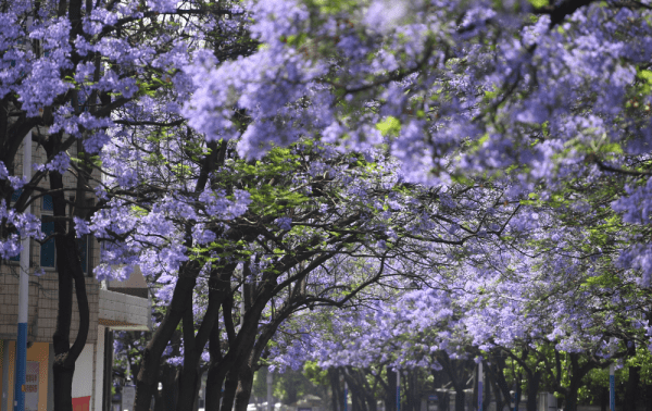 清明节去哪里踏青,清明节去哪里踏青图2