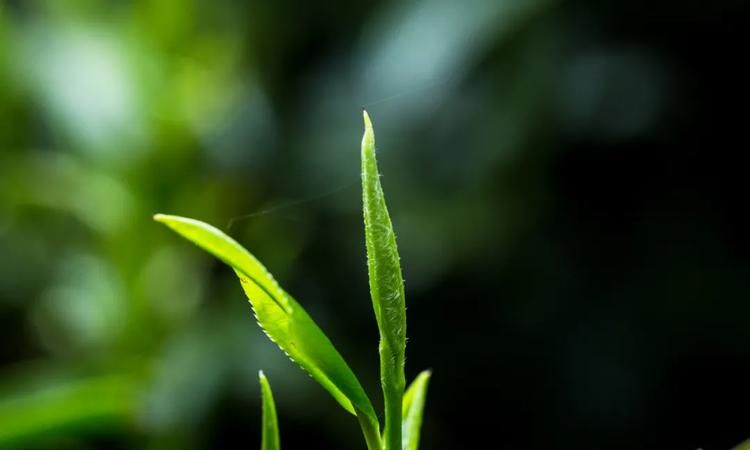 雨前茶什么意思是什么,雨前茶歌词表达的意思是什么