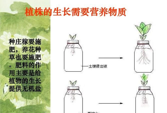 植物肥料如何制作,阳台种菜如何自制肥料图11