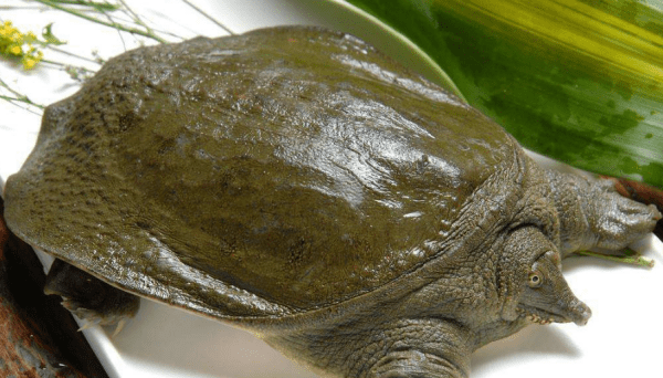 野钓甲鱼的最佳方法和技巧,钓鳖的技巧和方法