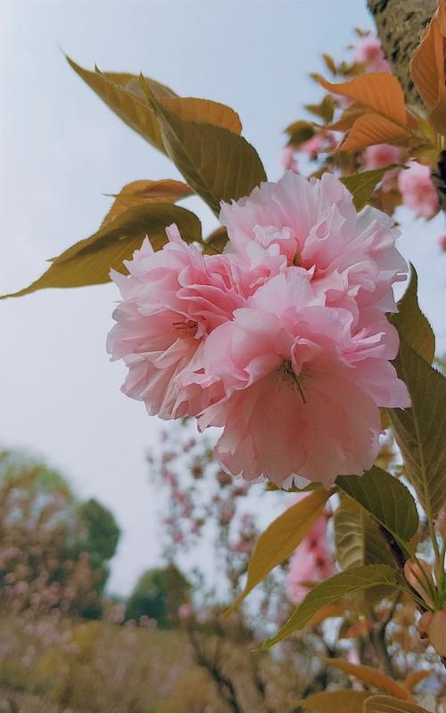 晚樱为什么叫晚樱,晚樱怎么画图3