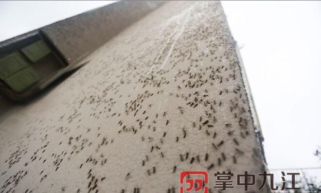 下雨天蚊子去哪里了,为什么下雨天没有蚊子和苍蝇