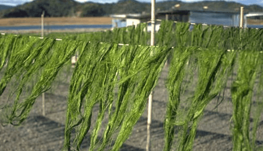 海苔主要是由哪种海藻制作的,海苔是什么做的图4