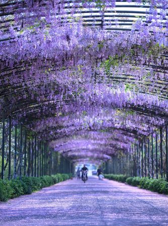 中国有紫藤花,抚琴紫藤花在哪里拍的图6