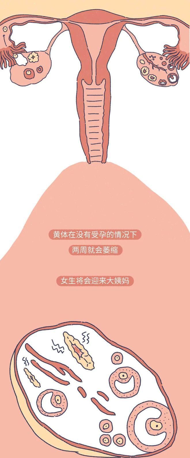 哪些剧烈运动影响着床,剧烈运动会影响受精卵着床