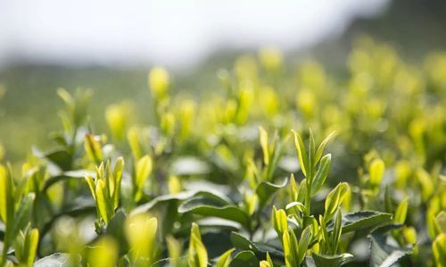 明前茶和雨前茶通过什么节气,如何区别明前茶和雨前茶图4