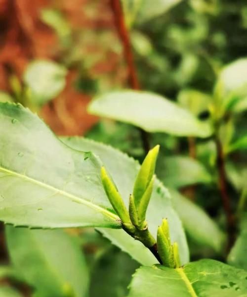 明前茶和雨前茶通过什么节气,如何区别明前茶和雨前茶图5