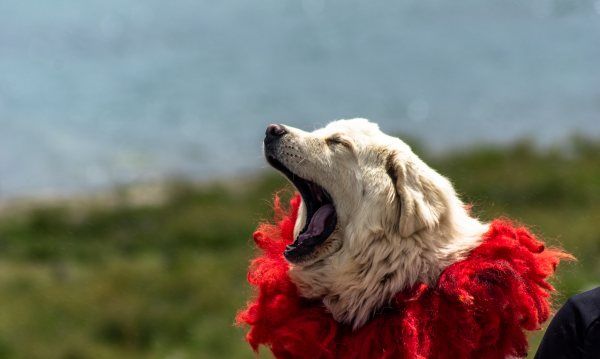 藏獒多少钱一只,纯种藏獒要多少钱一只图2