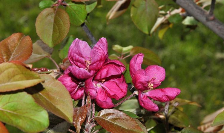 苹果花有红色的吗？,我们南方苹果花已经露红了图4