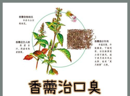 香薷是什么,香薷怎么读图2