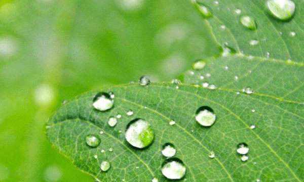 露水可以喝,喝露水对身体起什么作用图4