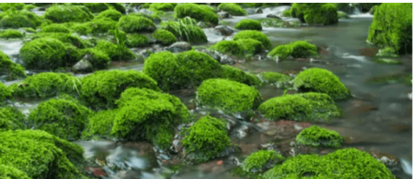 水中青苔怎么快速清除,水里的青苔怎么清除图3