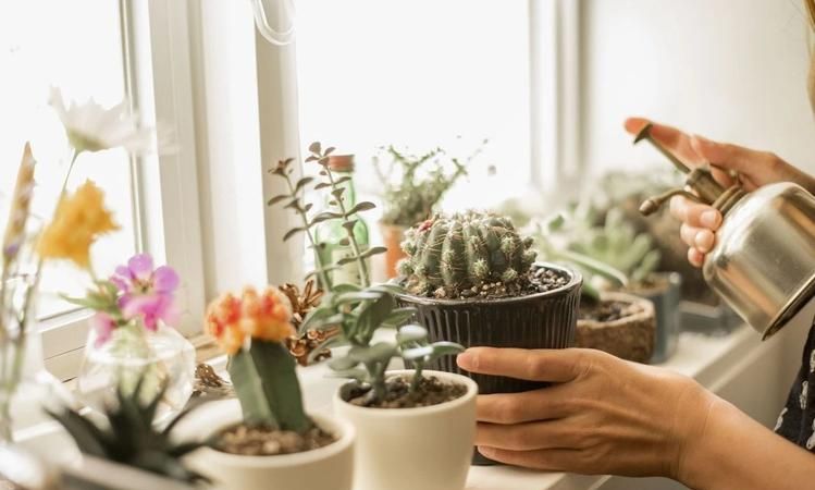 刚移栽花卉如何浇水,花刚移栽要不要浇水图9