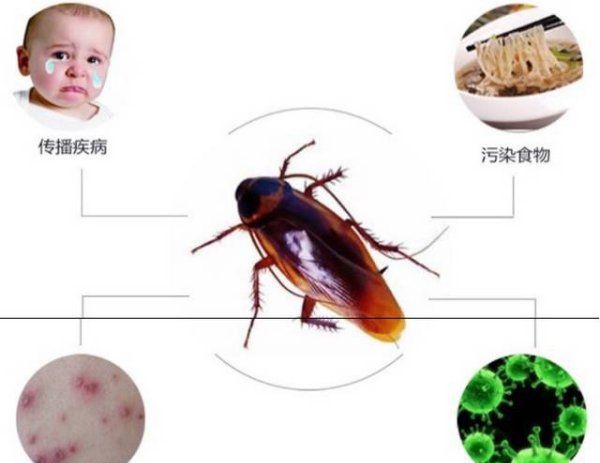 花蟑螂对人有什么危害,蟑螂有毒对人有危害图4