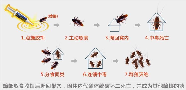 蟑螂可以入药吗,蟑螂可以入药图2