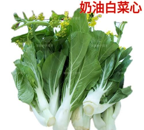 奶油白菜是哪里的菜,清蒸鸡是哪个地方的菜系图1