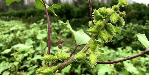 苍耳泡酒的功效与作用,苍耳子泡酒能治什么病图6