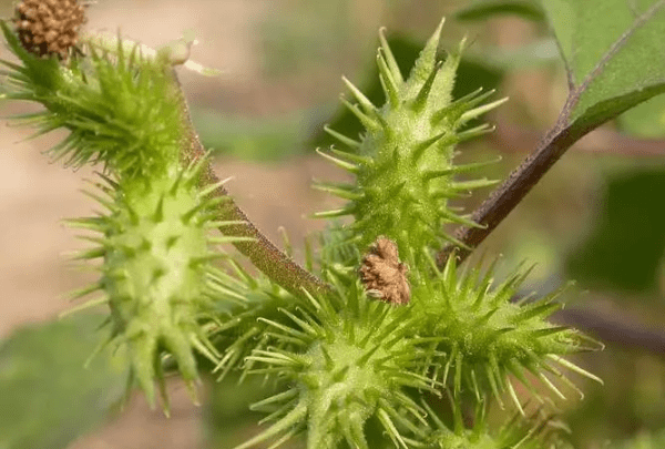 苍耳泡酒的功效与作用,苍耳子泡酒能治什么病图8