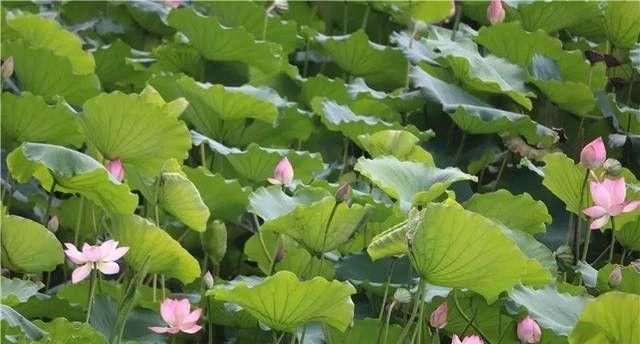 初夏是几月份,初夏是几月份初夏是4月份图1