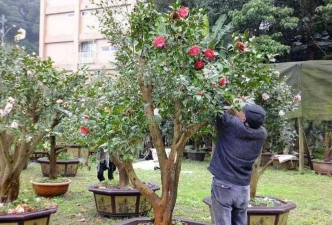 黄杨树盆荼山茶景怎么修剪,如何修剪黄杨如何修剪黄杨树图4