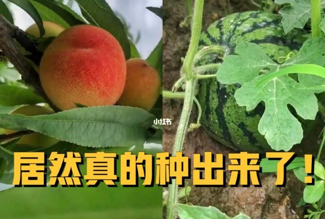 西瓜摘下来了不熟怎么办,买的西瓜不熟怎么办可以要换