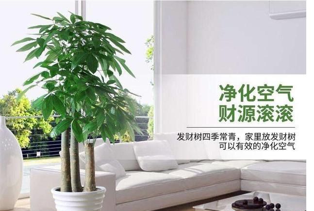 客厅放发财树有讲究,发财树放客厅好不好