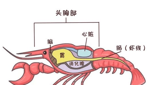 虾黄和屎的区别,小龙虾的虾黄在哪个部位图2