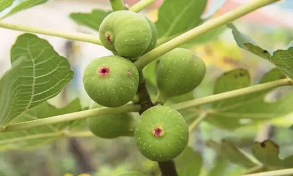 无花果产地是哪里,无花果产地主要在哪个省