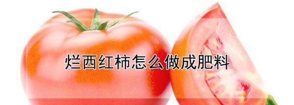 烂西红柿的妙用,烂西红柿怎么做肥料图1