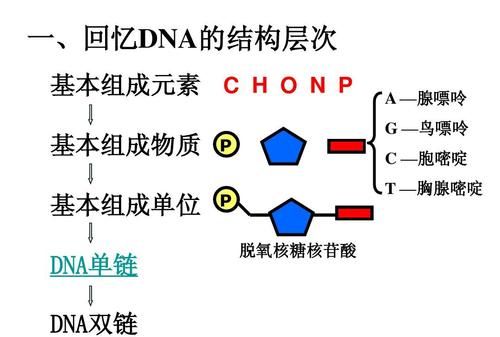 DNA有哪两种物质组成,dna有哪两种物质组成的图2