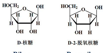 DNA有哪两种物质组成,dna有哪两种物质组成的图3