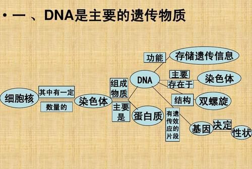 DNA有哪两种物质组成,dna有哪两种物质组成的图4