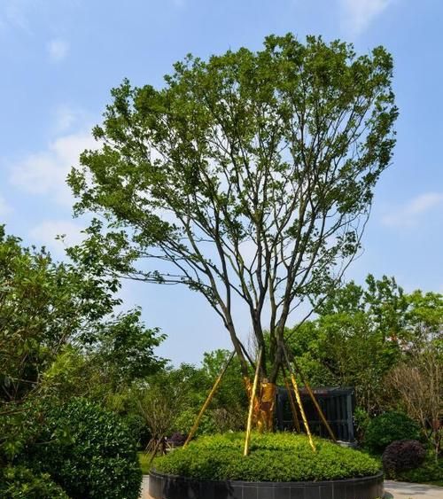 孤植可作为观赏的主景吗？,孤植树的景观配置特点图2