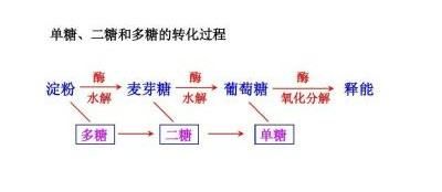 双糖有哪些单糖组成,什么是单双糖图2