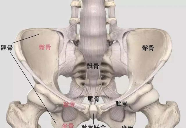 耻骨在哪里 耻骨位置是哪里,男性耻骨是哪个部位