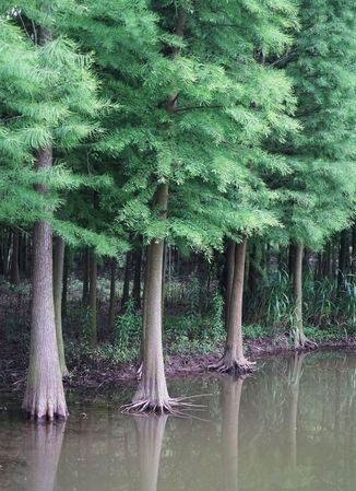 水杉是什么植物,水杉是什么植物