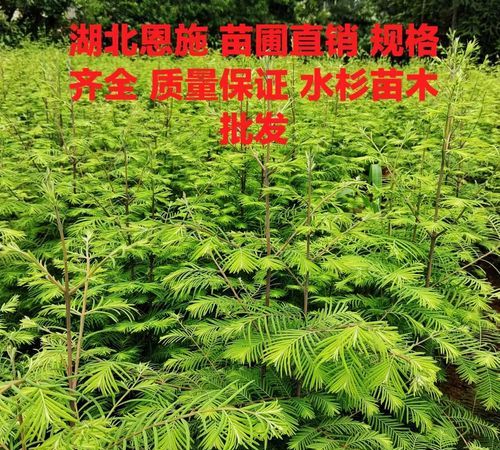 水杉是什么植物,水杉是什么植物图2