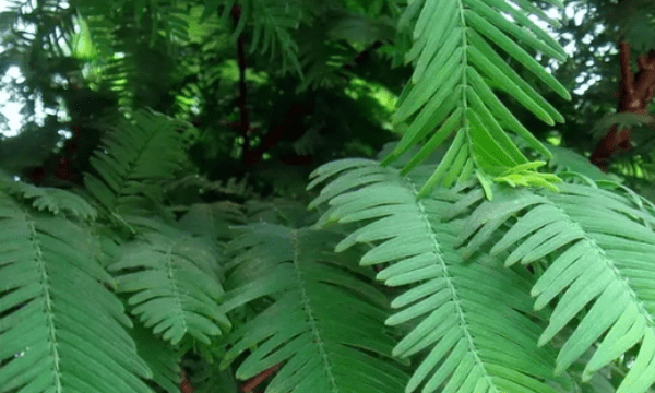 水杉是什么植物,水杉是什么植物图3