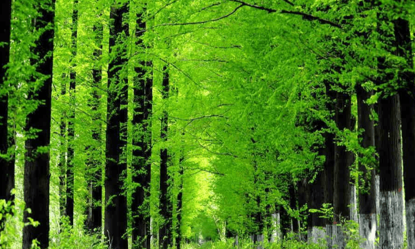 水杉是什么植物,水杉是什么植物图4