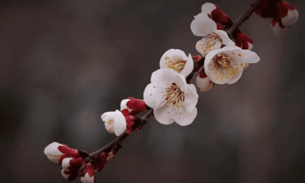 2月开什么花,二月开什么花图5