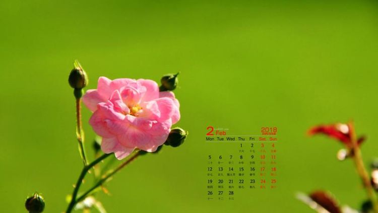 2月开什么花,二月开什么花图12